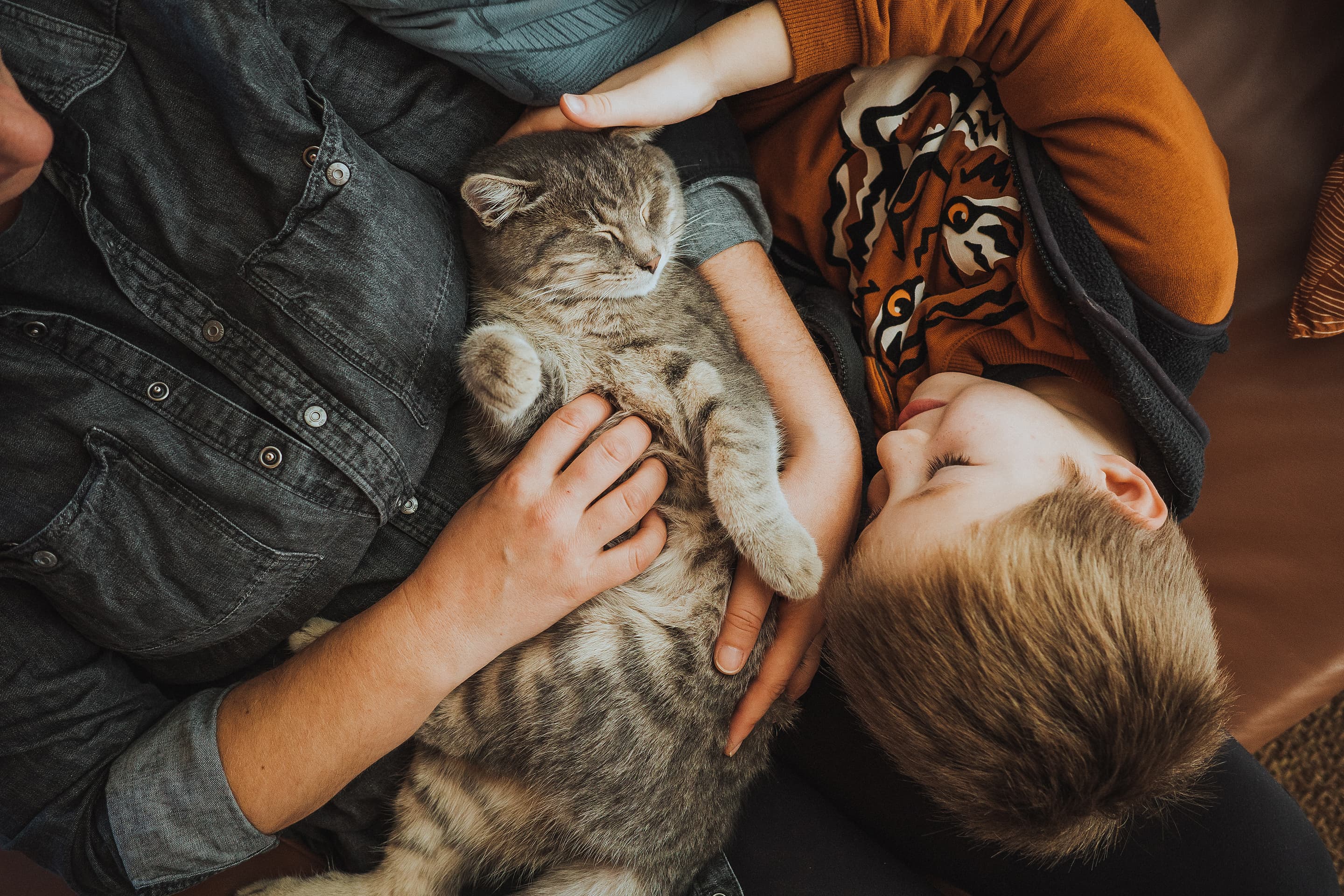 What is a Cat Insurance? How does insurance cover damage or illness