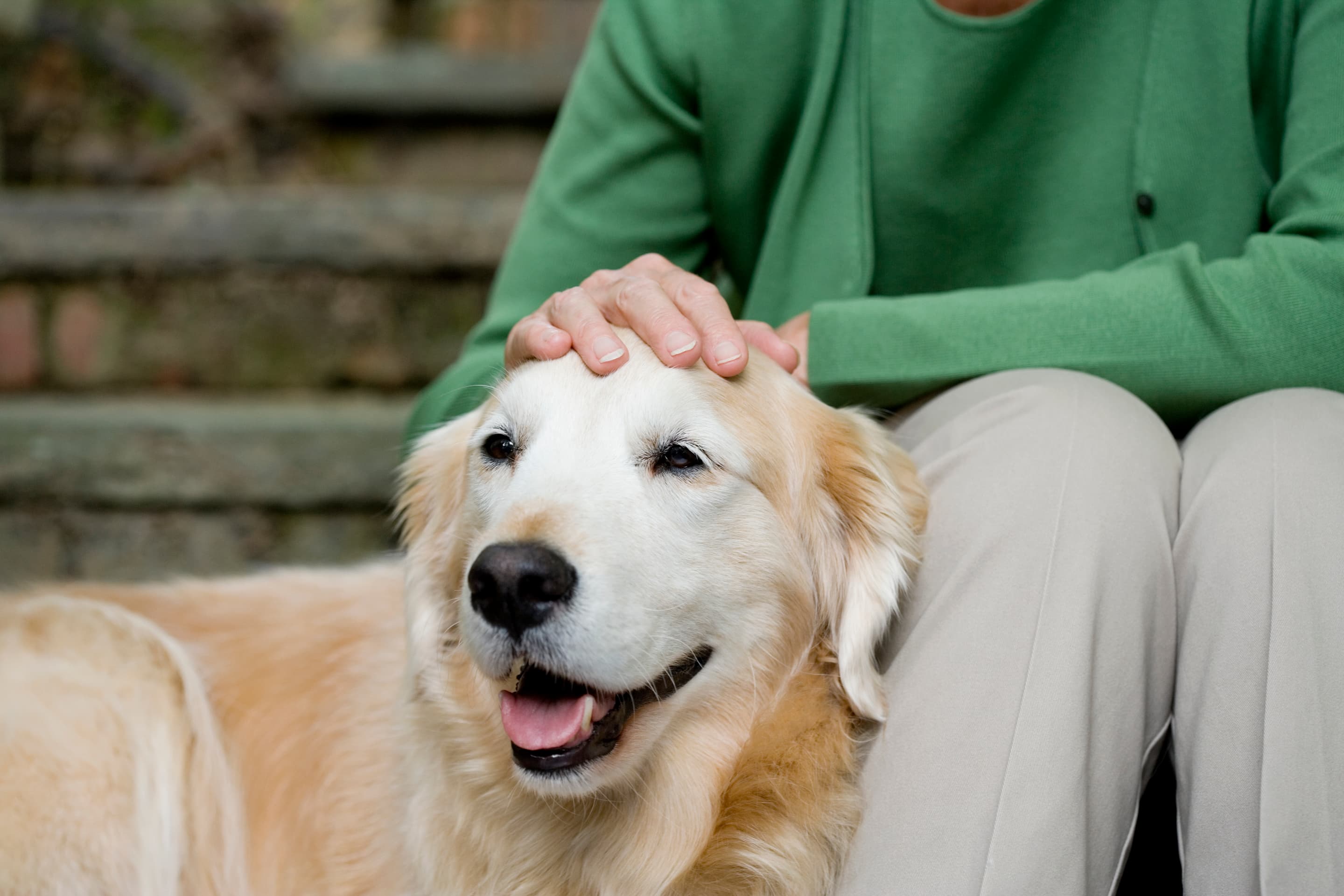 Gode råd og tips til dig der skal have hund 