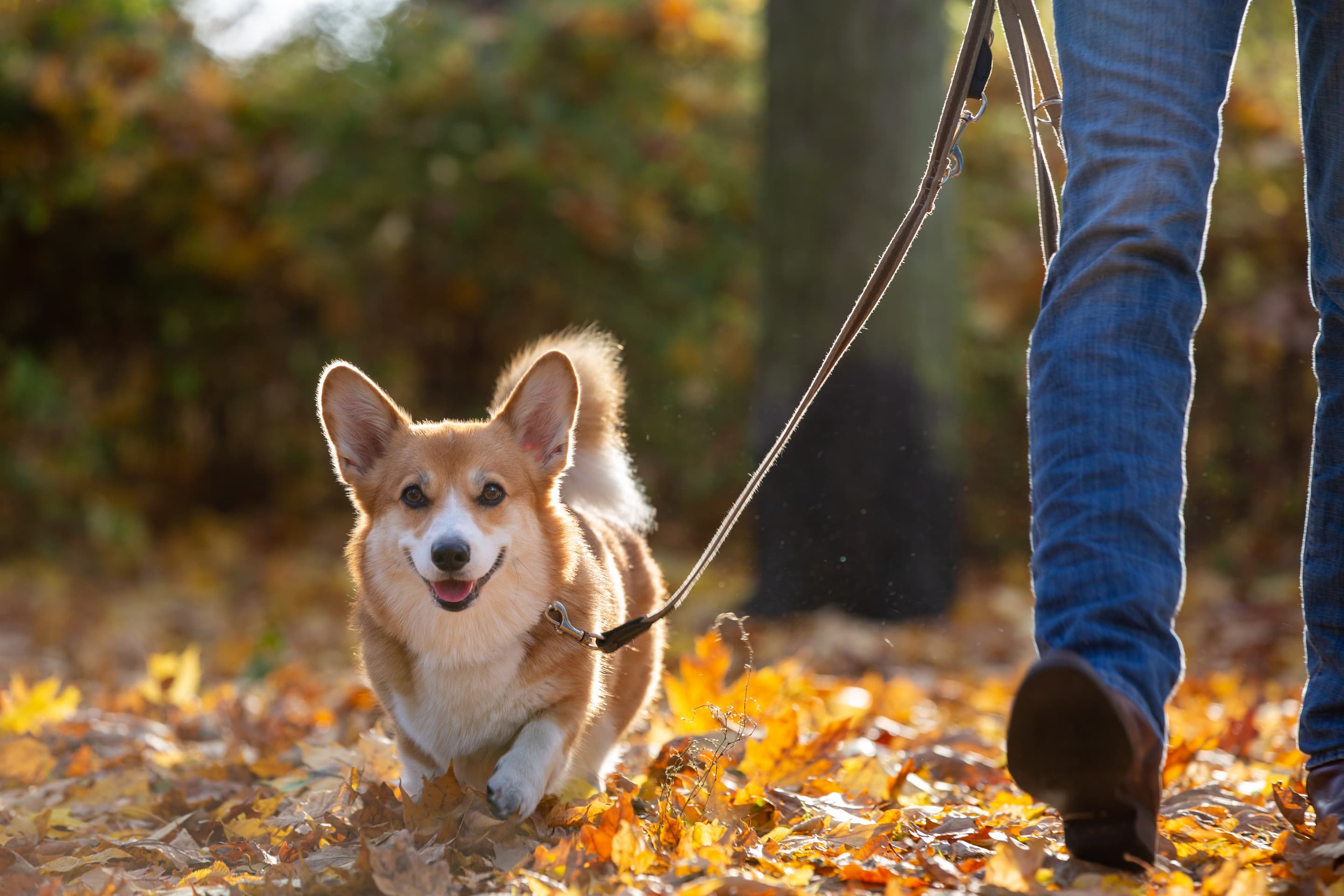 Hundeforsikring forside Hundeforsikring forside få tilbud i dag