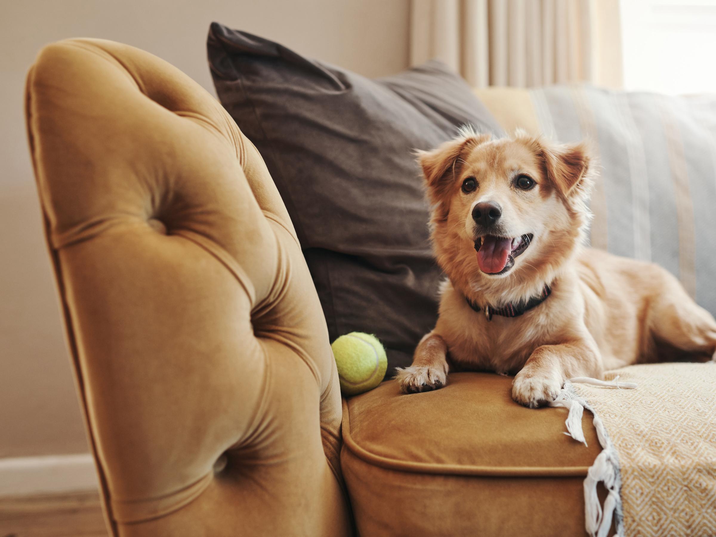 Find answers to our most frequently asked questions about dog owners insurance