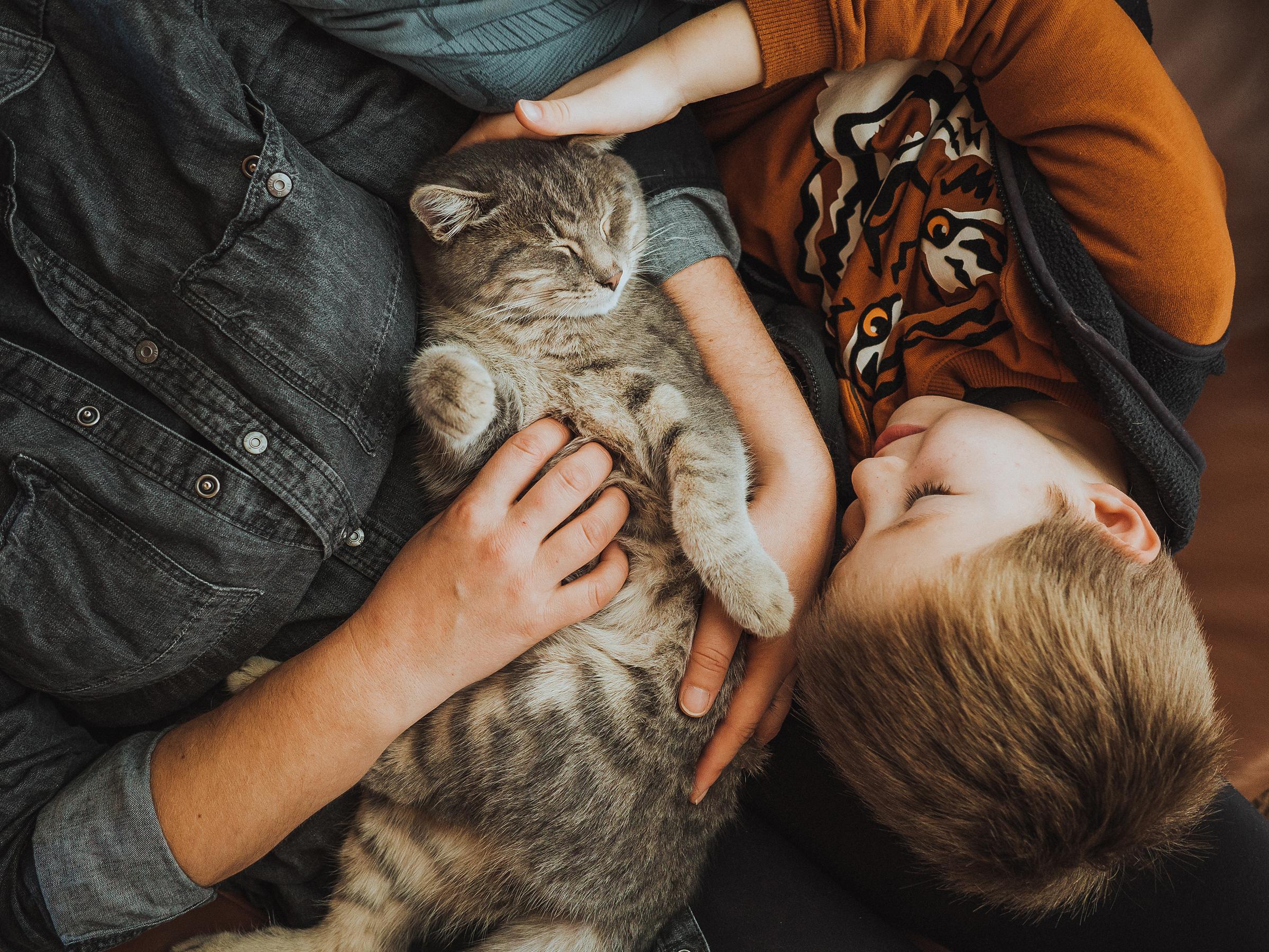 Katteforsikring: Sådan dækker forsikring skader eller sygdom