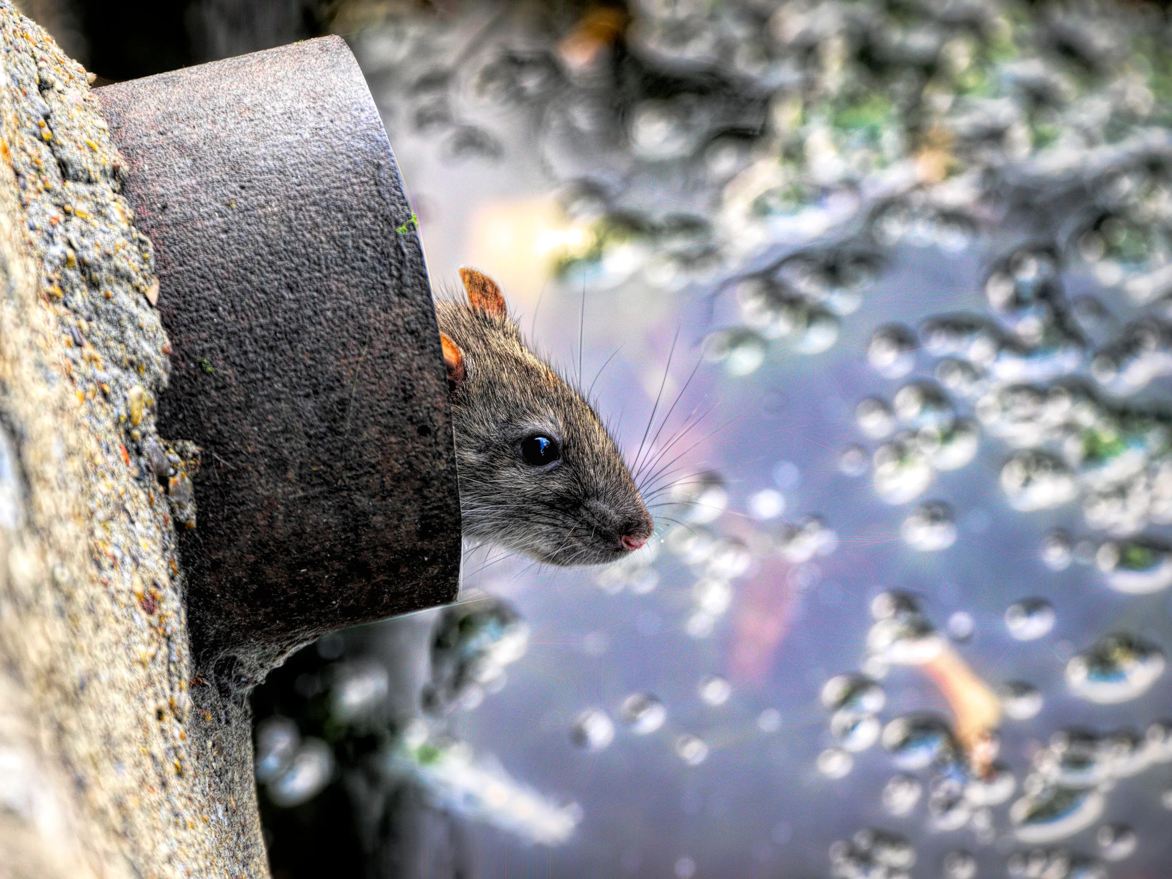 Install a rat blocker and avoid intruders