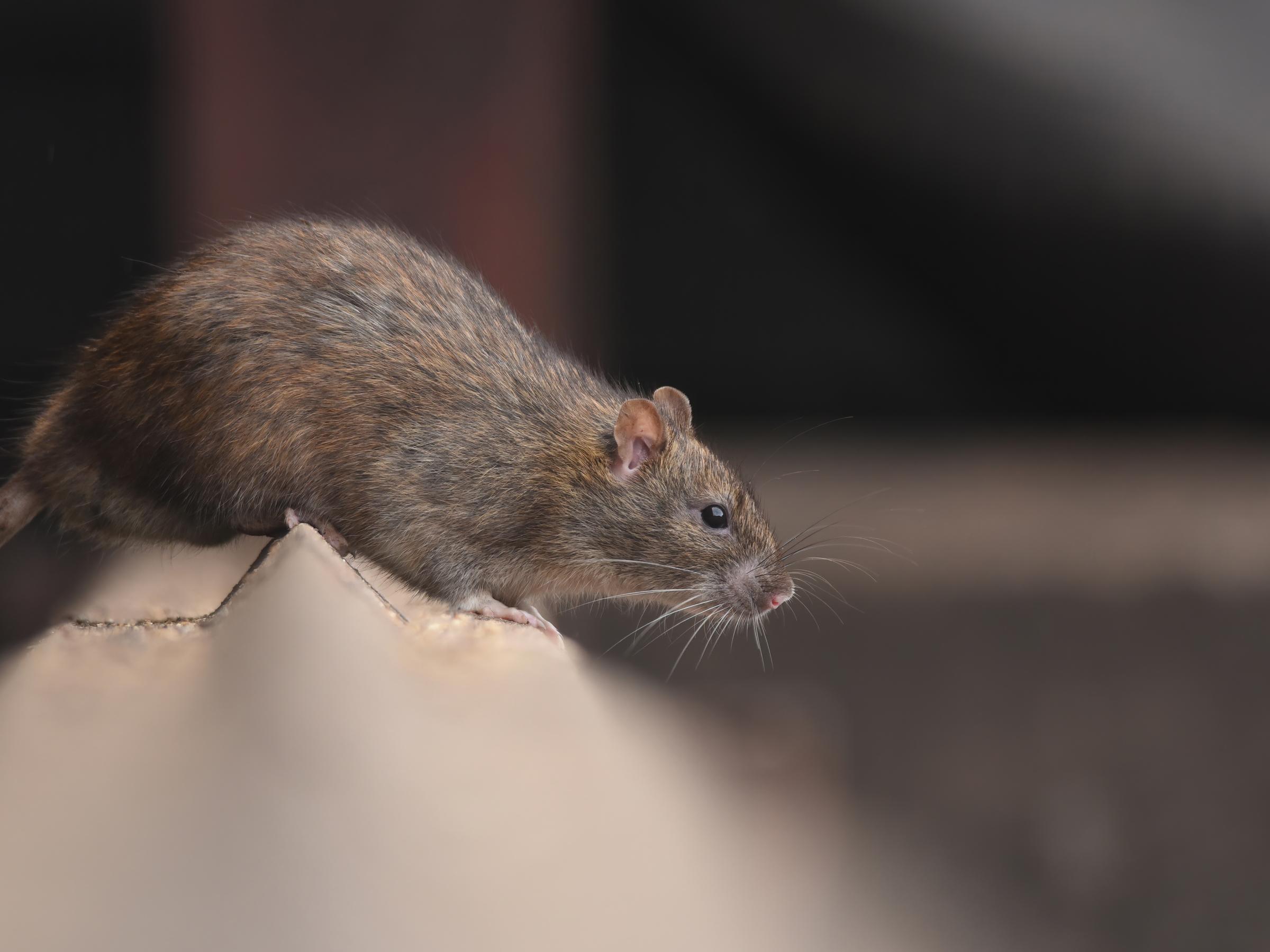 Sådan forebygger du rotteangreb husforsikring